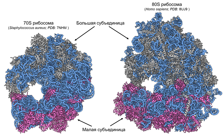 Рибосомы прокариот (слева) и эукариот (справа)