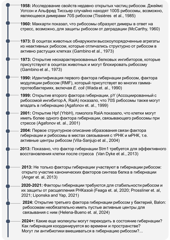 Рибосомы прокариот (слева) и эукариот (справа)