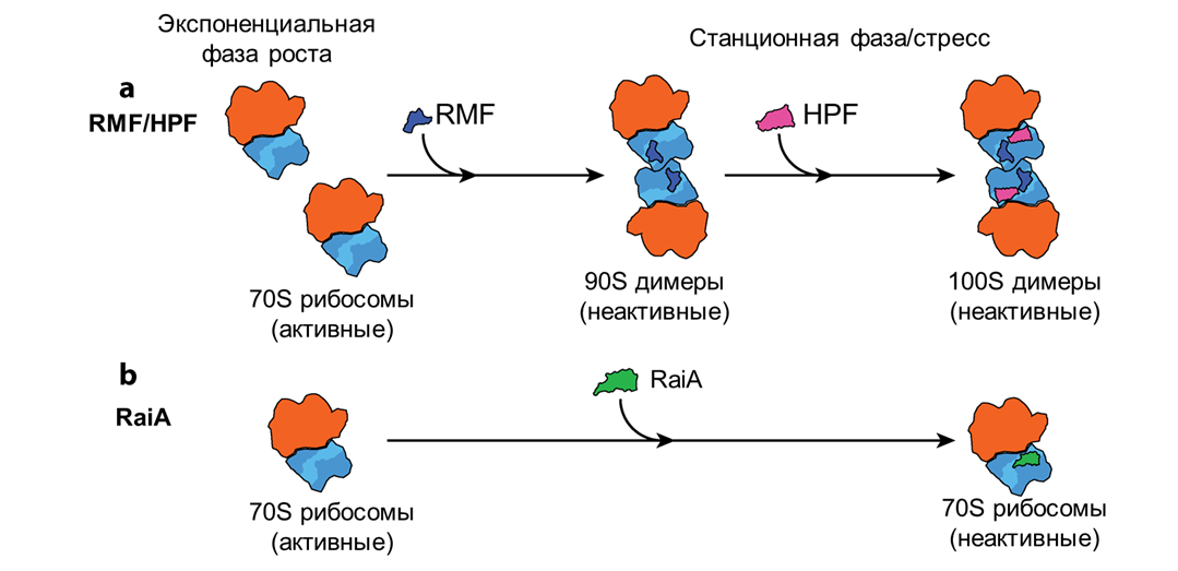 Механизм действия факторов гибернации