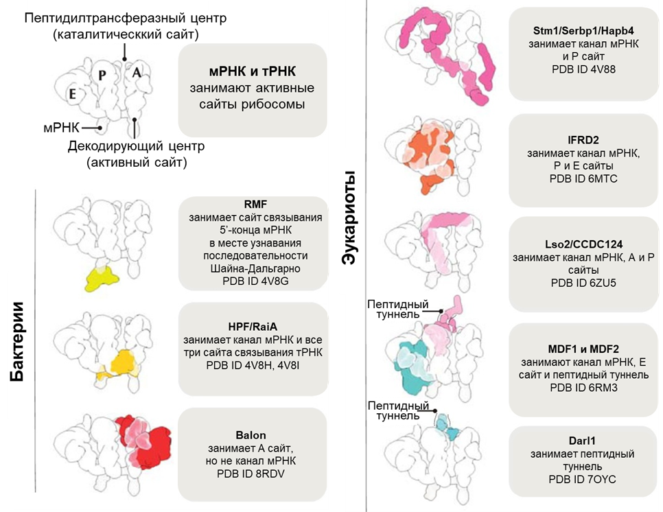 Механизм действия факторов гибернации