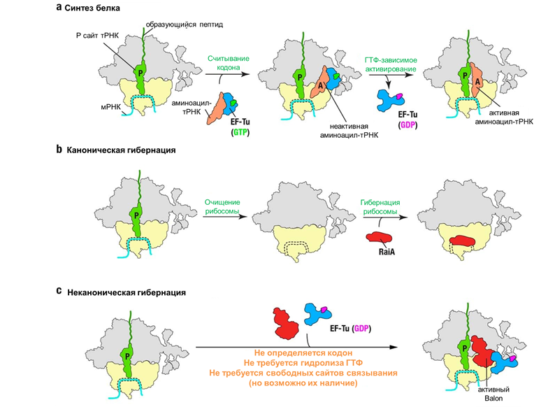 Сравнение гибернации рибосом, опосредованной Balon, с механизмами канонической гибернации рибосом