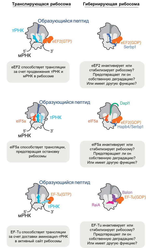 Сравнение гибернации рибосом, опосредованной Balon, с механизмами канонической гибернации рибосом