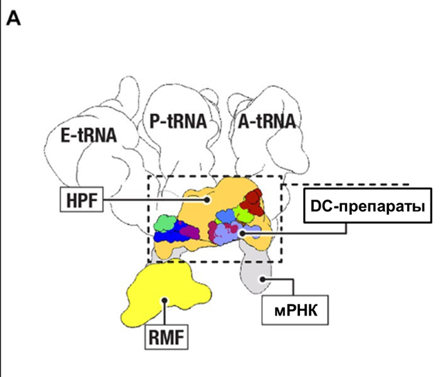 Этап процесса формирования рибосомного тельца в ооците ящерицы в ноябре