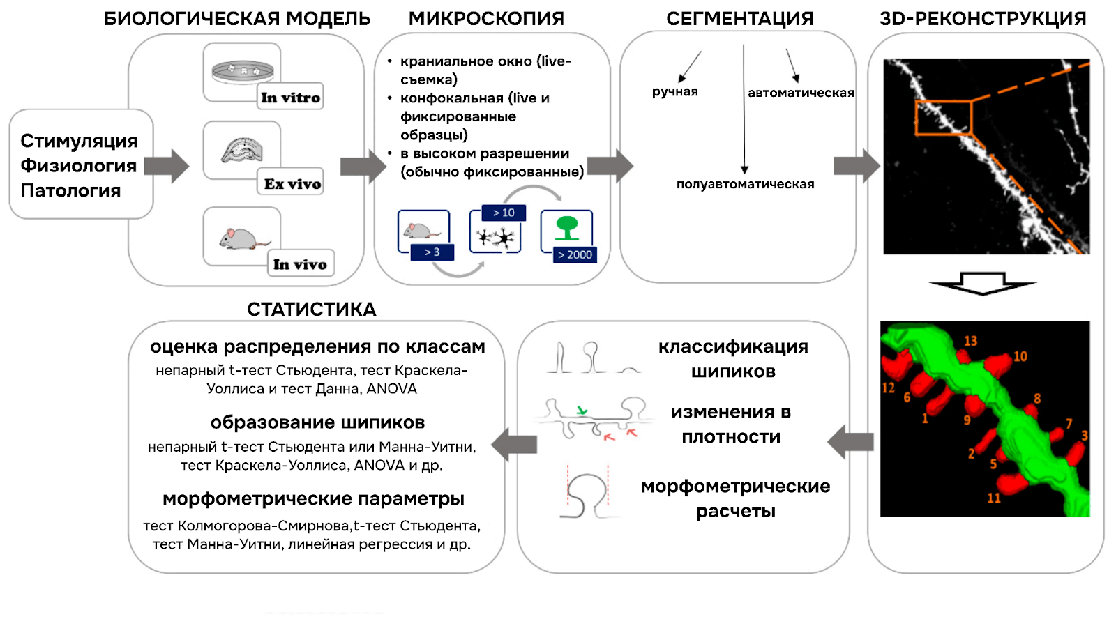 Устоявшийся дизайн эксперимента анализа морфологии шипиков при различных состояниях/заболеваниях