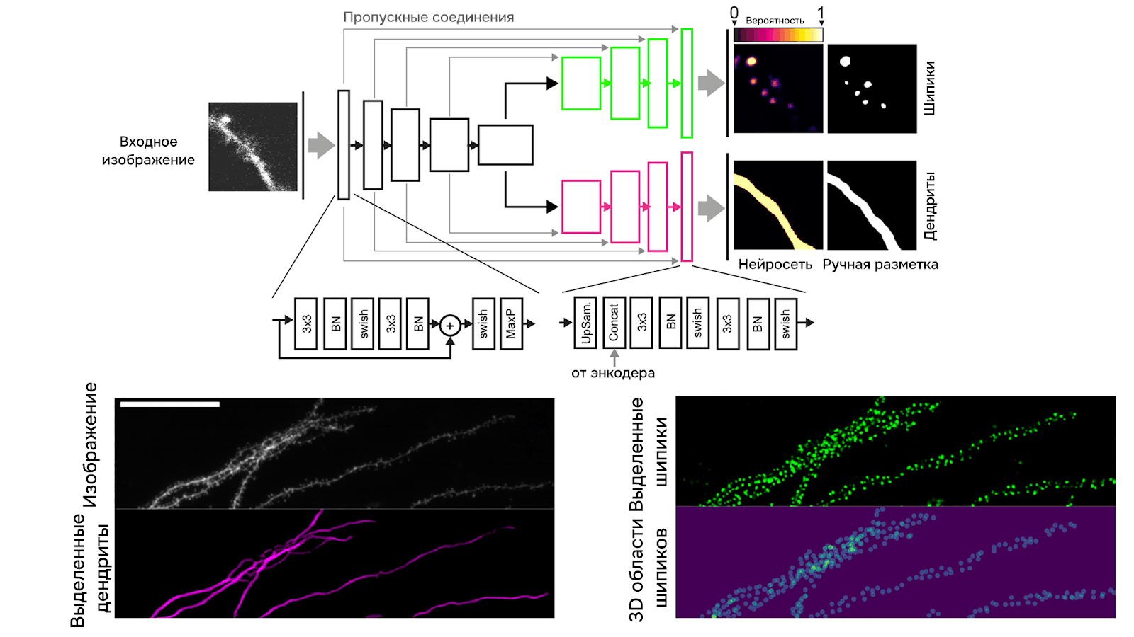 Архитектура нейросети DeepD3 и выходные данные на примере изображения дендритов