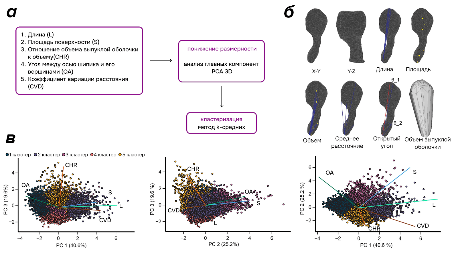 Анализ изменения морфологии дендритных шипиков гранулярных клеток взрослых мышей