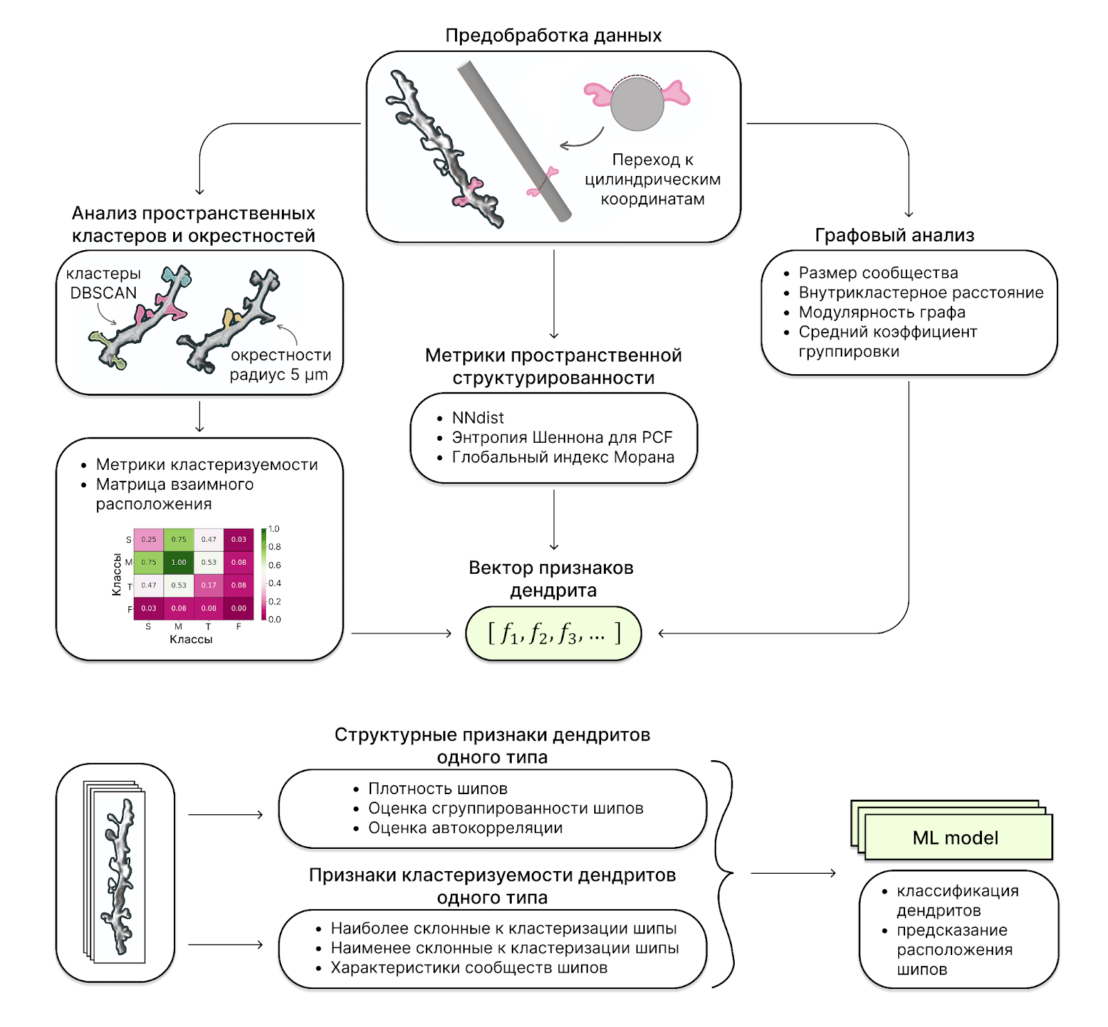 Пайплайн получения вектора морфологических признаков дендрита