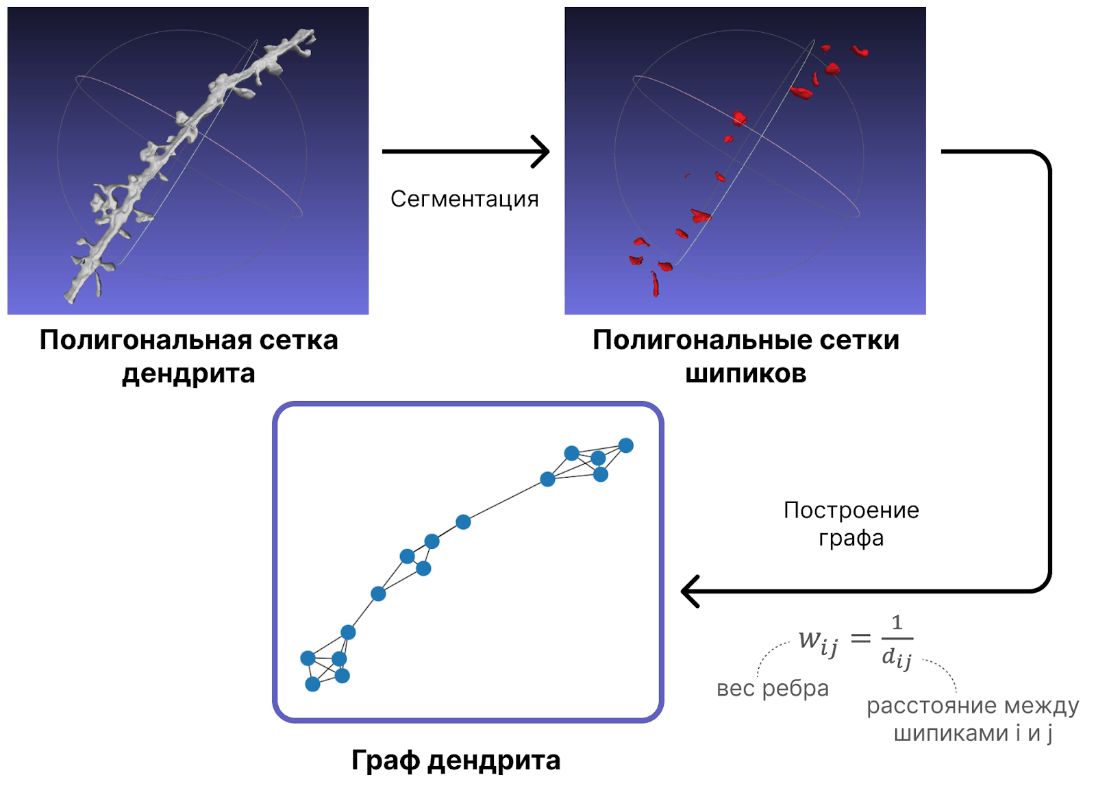 Построение графа дендрита по его полигональной сетке