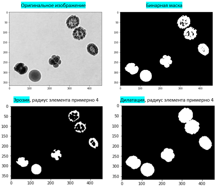 Влияние операций эрозии и дилатации на бинарную маску клеточного изображения