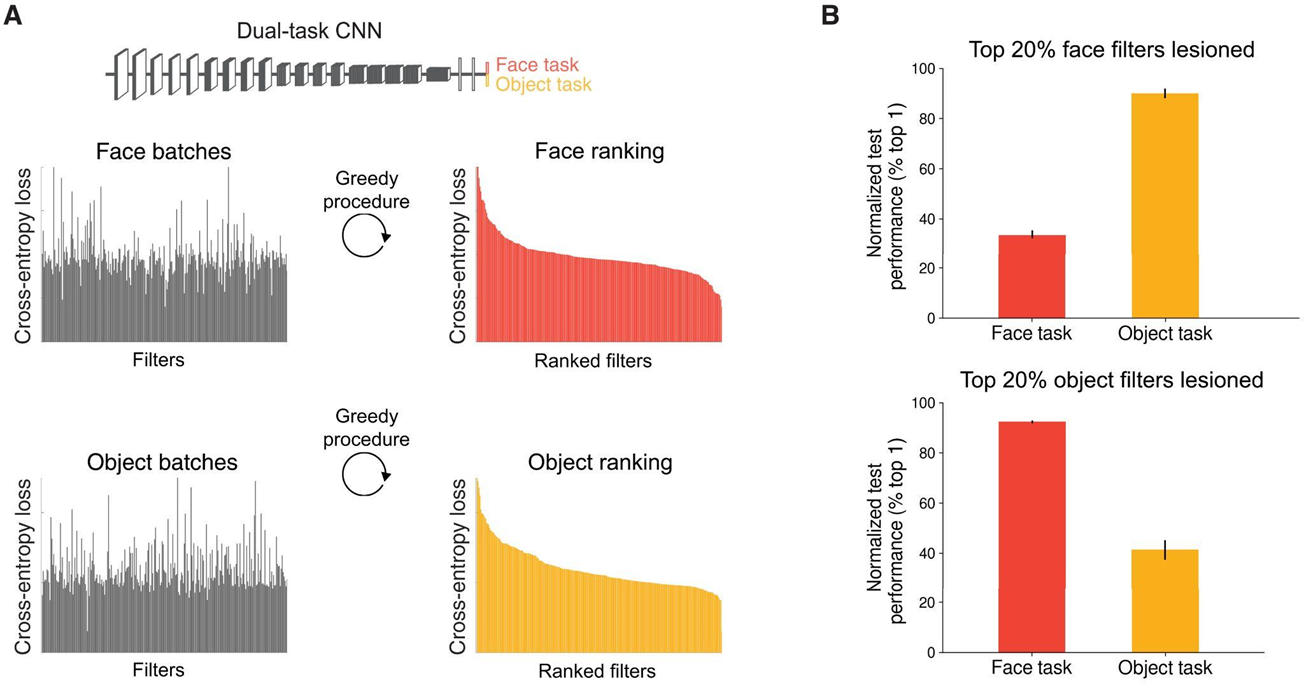 Эксперименты с повреждением последнего сверточного слоя выявили спонтанную сегрегацию задач