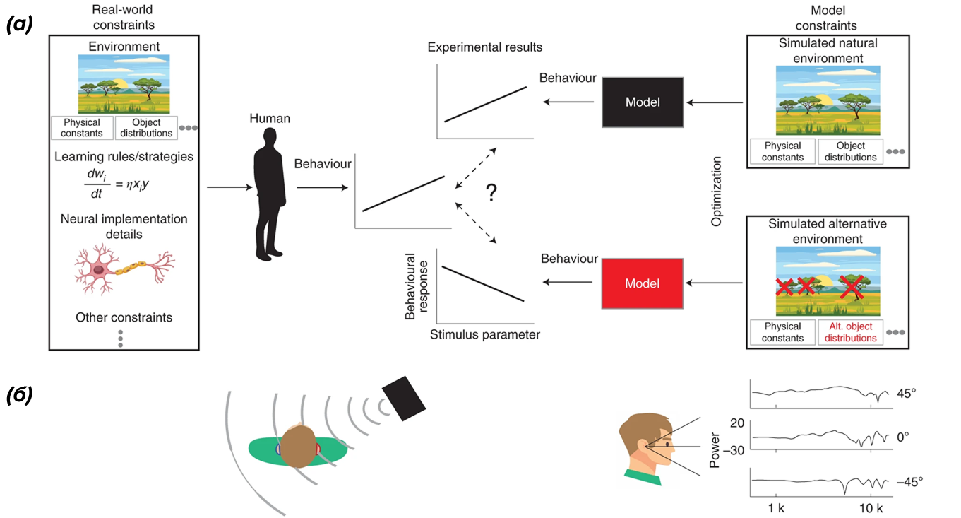 Как мы на самом деле слышим?