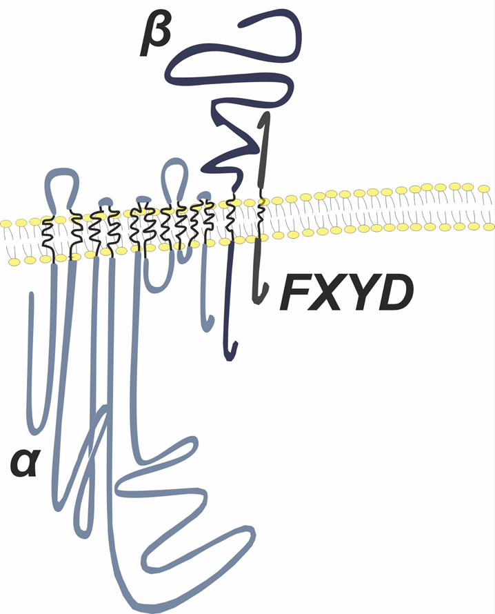 Субъединичный состав Na⁺/K⁺-АТФазы