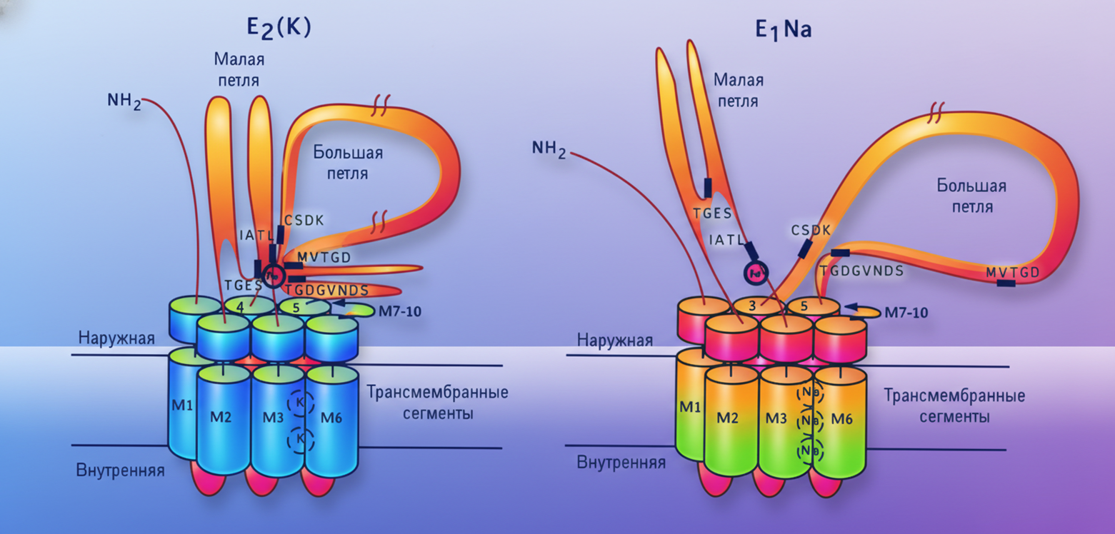 Две конформации Na+/K+-АТФазы