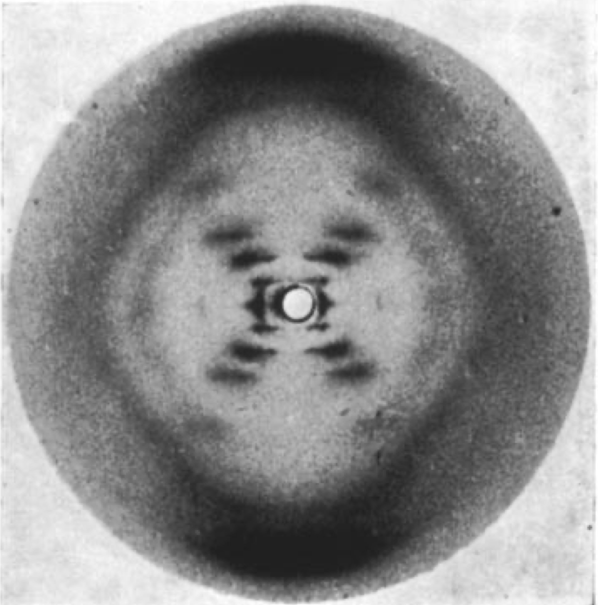 Фотография 51 — рентгенограмма волокон ДНК в B-форме, полученная Розалинд Франклин