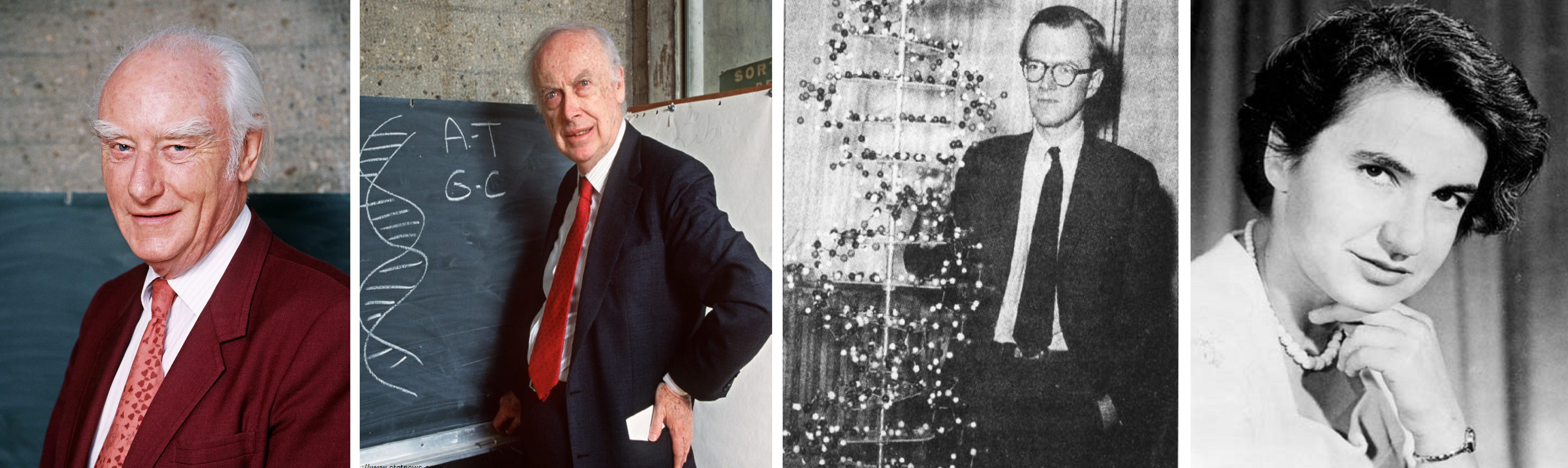 Фрэнсис Крик, Уотсон Джеймс Дьюи, Морис Уилкинс, Розалинд Франклин