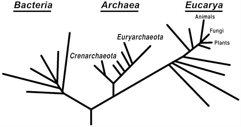 Филогенетическое древо, построенное на основании анализа рРНК