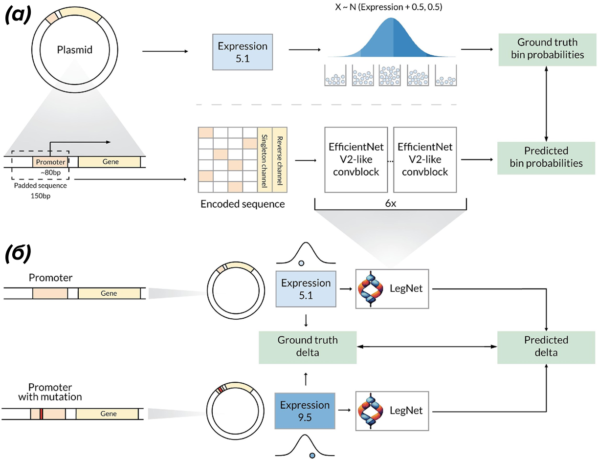 Обучение и прогнозирование экспрессии промотора и эффектов однонуклеотидных вариантов на основе массового параллельного репортерного анализа с помощью LegNetг