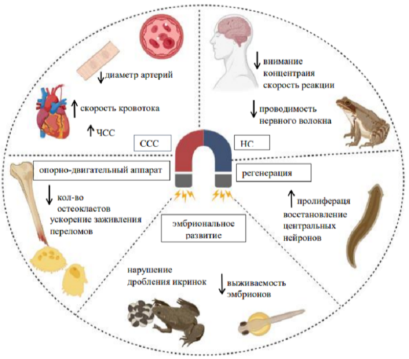 Физиологические эффекты СМП интенсивностью выше уровня геомагнитного фона: стрелка вниз — снижение, стрелка вверх — повышение
