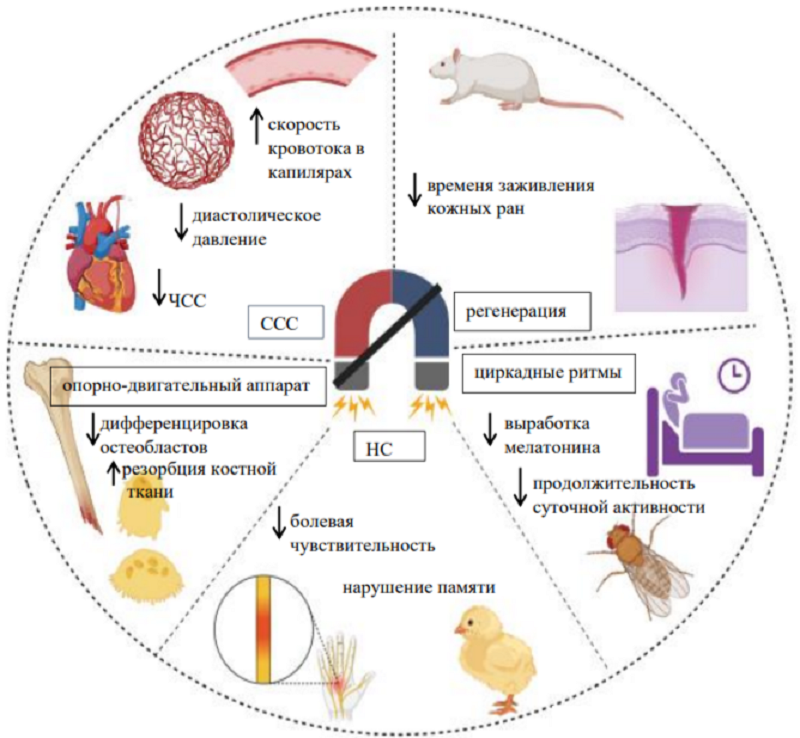 Физиологические эффекты СМП интенсивностью ниже уровня геомагнитного фона: стрелка вниз — снижение, стрелка вверх — повышение
