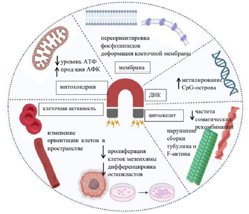 Физиологические эффекты СМП интенсивностью выше уровня геомагнитного фона: стрелка вниз — снижение, стрелка вверх — повышение
