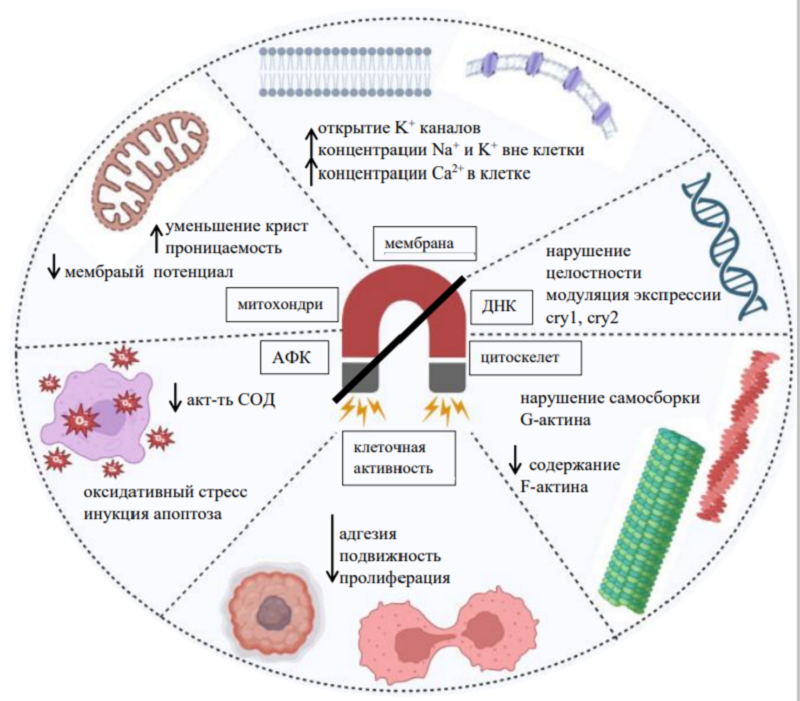 Физиологические эффекты СМП интенсивностью ниже уровня геомагнитного фона: стрелка вниз — снижение, стрелка вверх — повышение