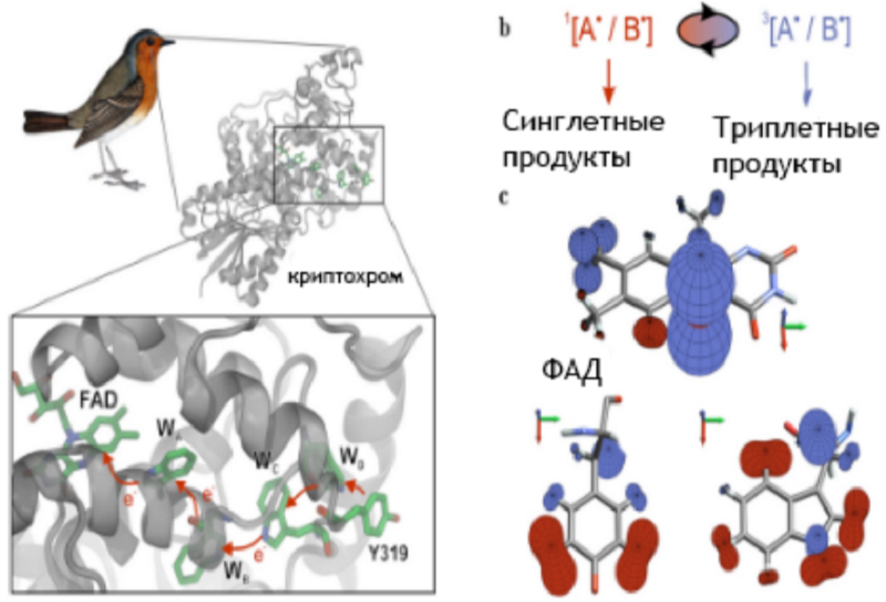 Механизм магниторецепции птиц