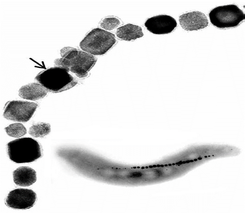 Магнитотактическая бактерия и магнитосомы