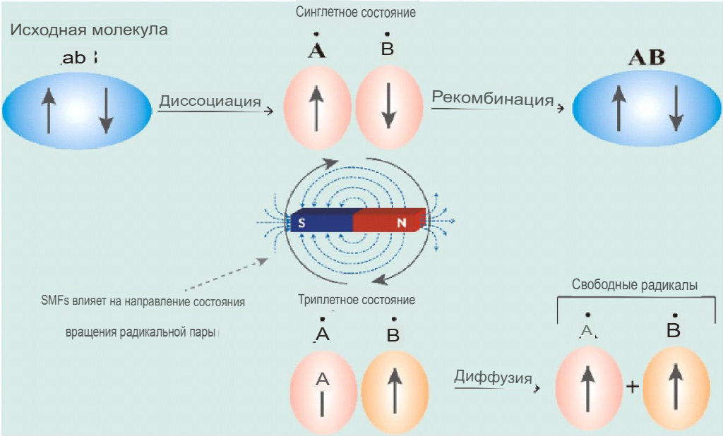 Биофизический механизм неспецифических эффектов МП