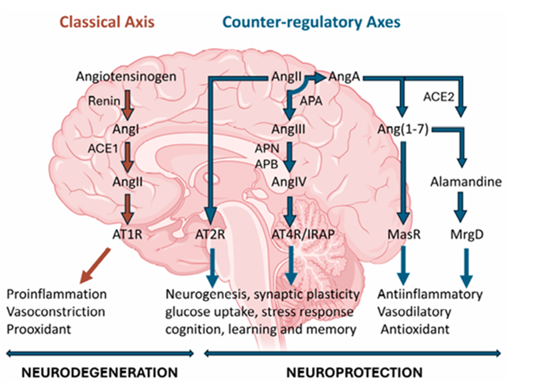 Схема классической РААС