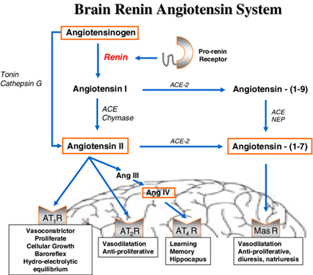 Рецепторы РААС и мозг