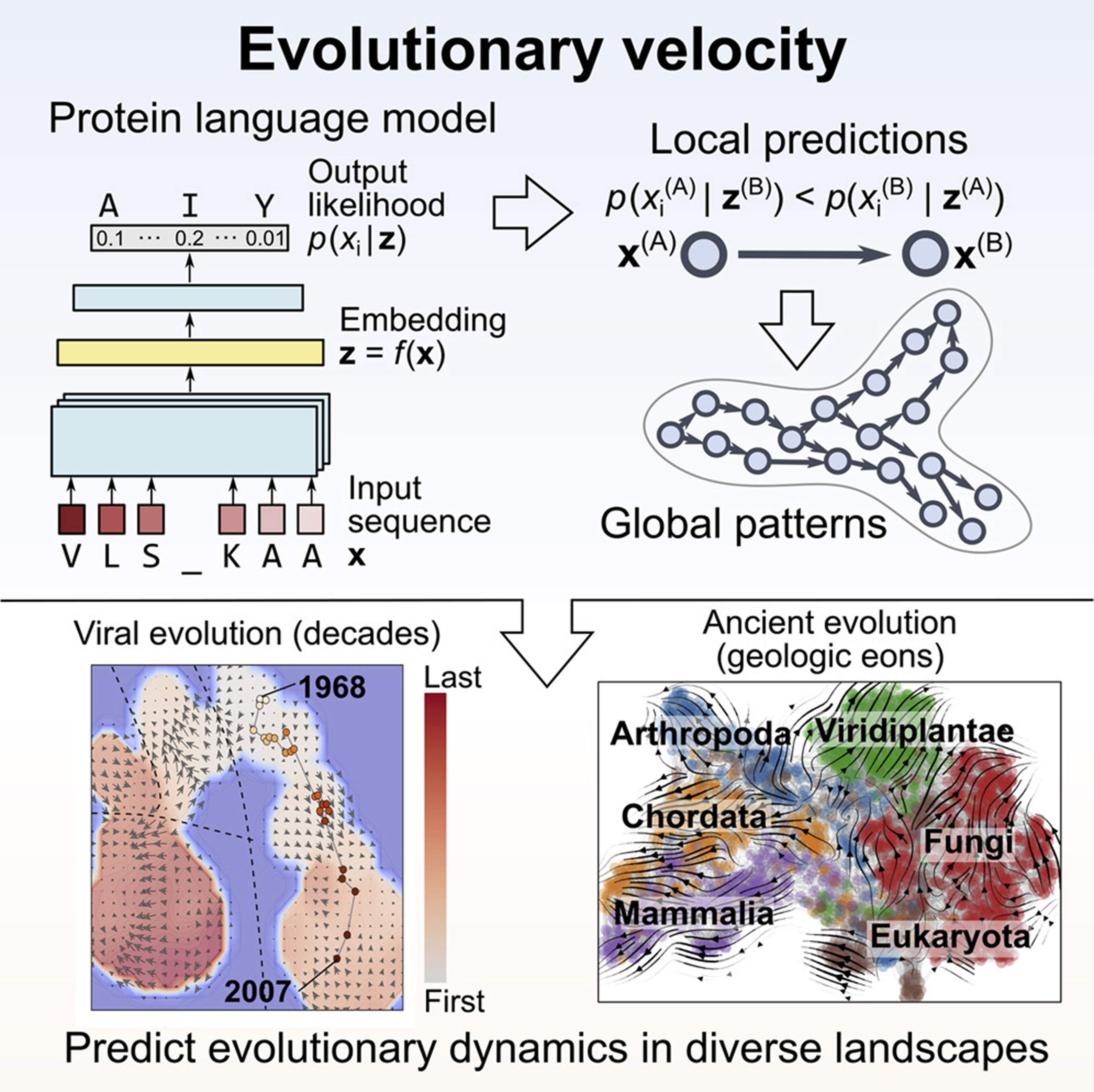 Эволюционная скорость как векторное поле в латентном пространстве белков