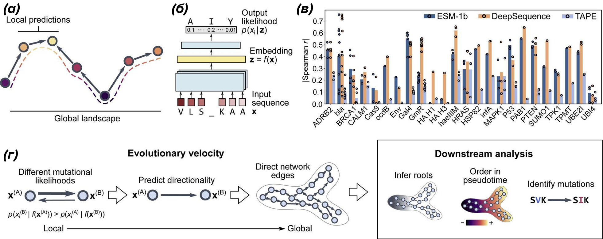 Принцип работы evo‑velocity на основе белковой языковой модели