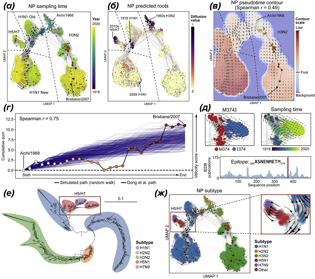Evo‑velocity для нуклеопротеина гриппа A
