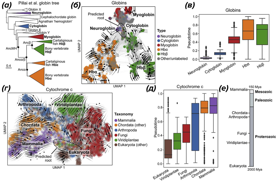 Evo‑velocity в эволюции глобинов и цитохрома c