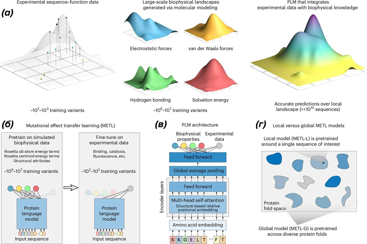Структурная белковая языковая модель ESMFold