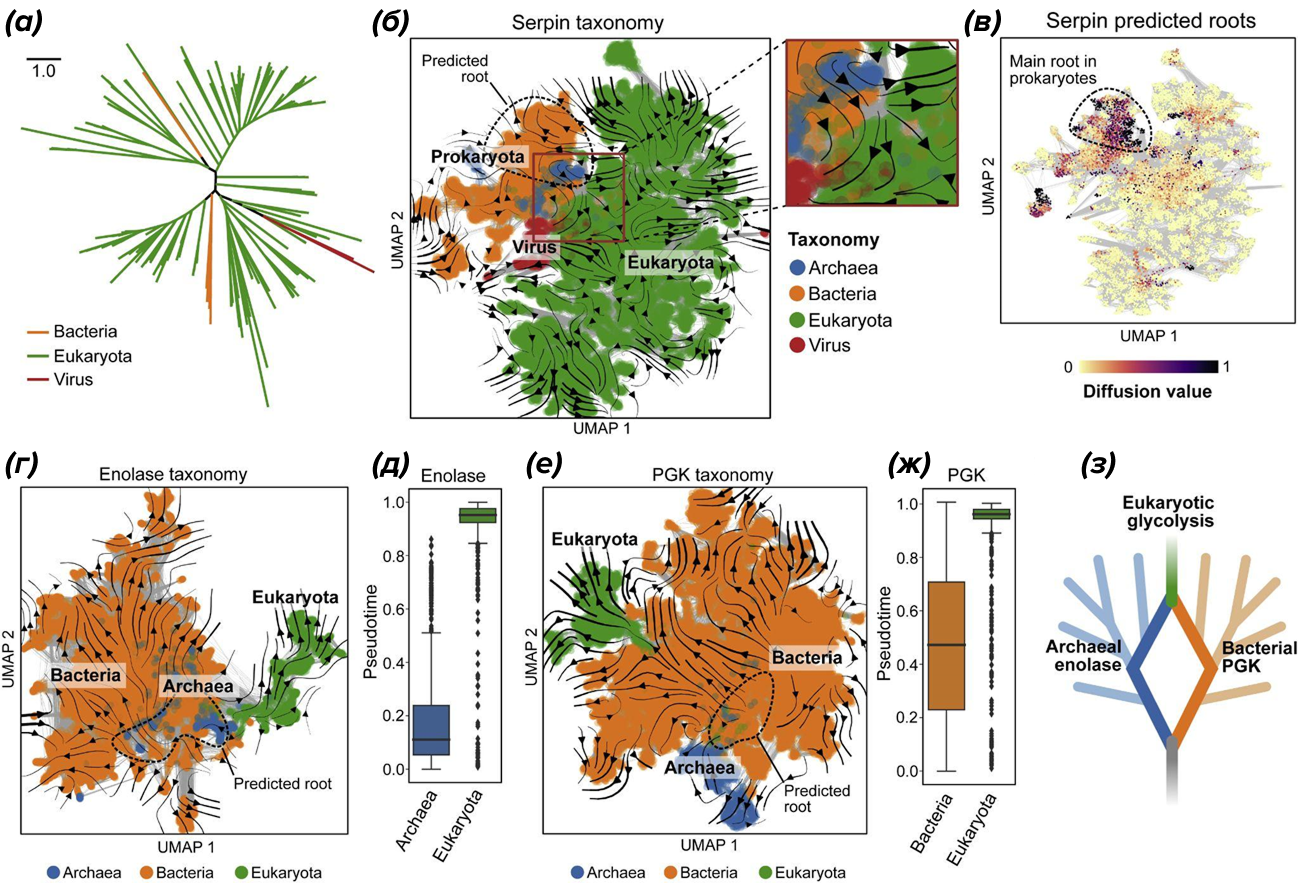 Эволюционные потоки в белковых семействах с неоднородным покрытием