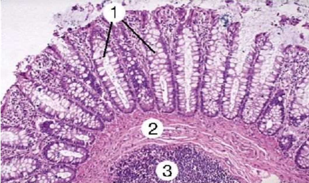 Пример окраски гематоксилин-эозином ткани почки