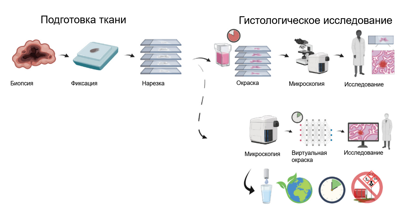 Процесс гистологического исследования: классический и с применением ИИ