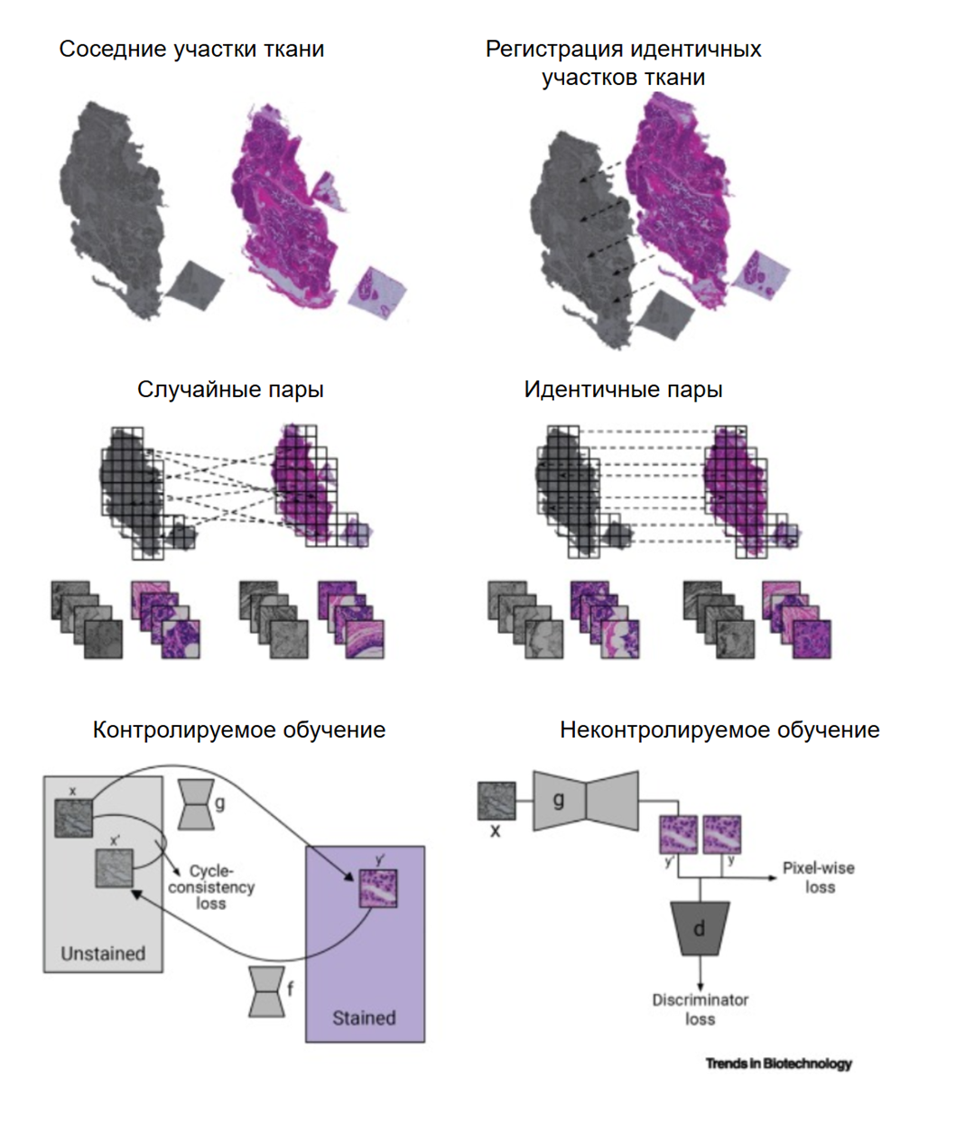 Контролируемое и неконтролируемое обучение в виртуальной гистологии