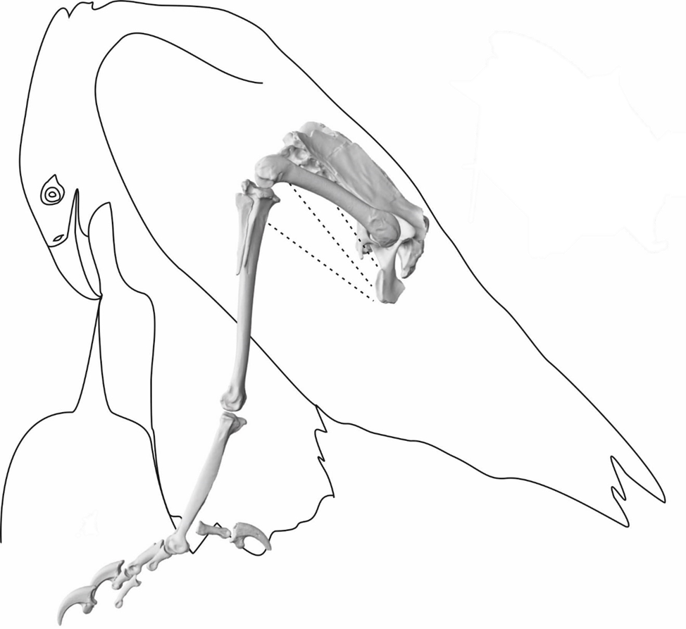 Реконструкция позы rising при разделке туши моа (по Zinoviev, 2025, с изменениями)