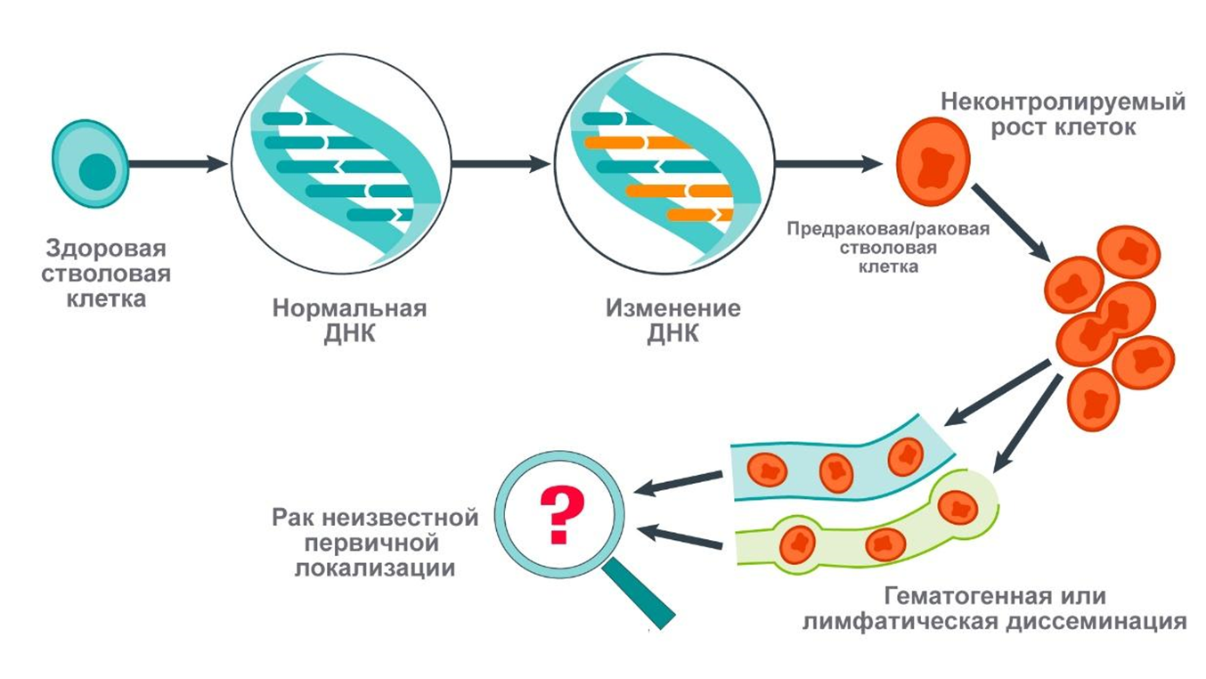 Гипотеза стволовых клеток