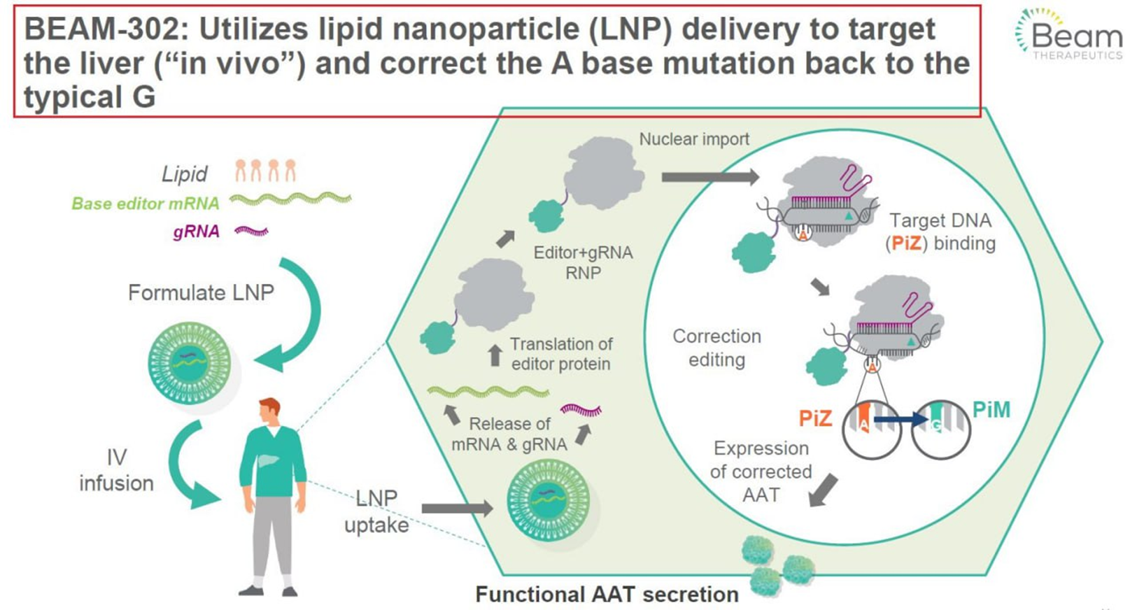 Схема механизма действия препарата BEAM-302