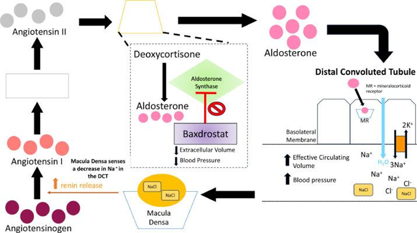 Механизм развития гипертензии и механизм действия Baxdrostat