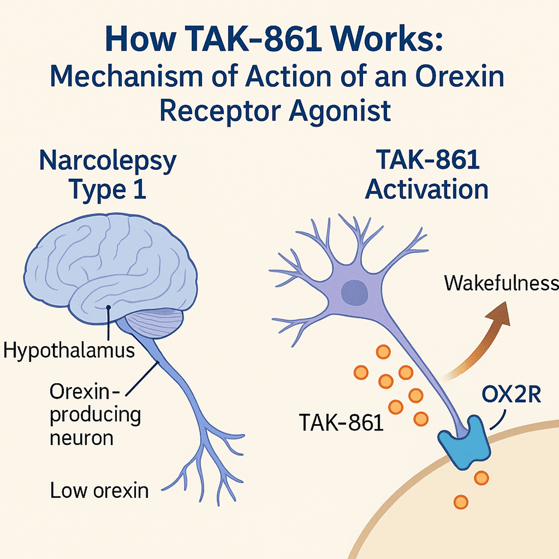 Механизм действия Oveporexton (TAK-861)