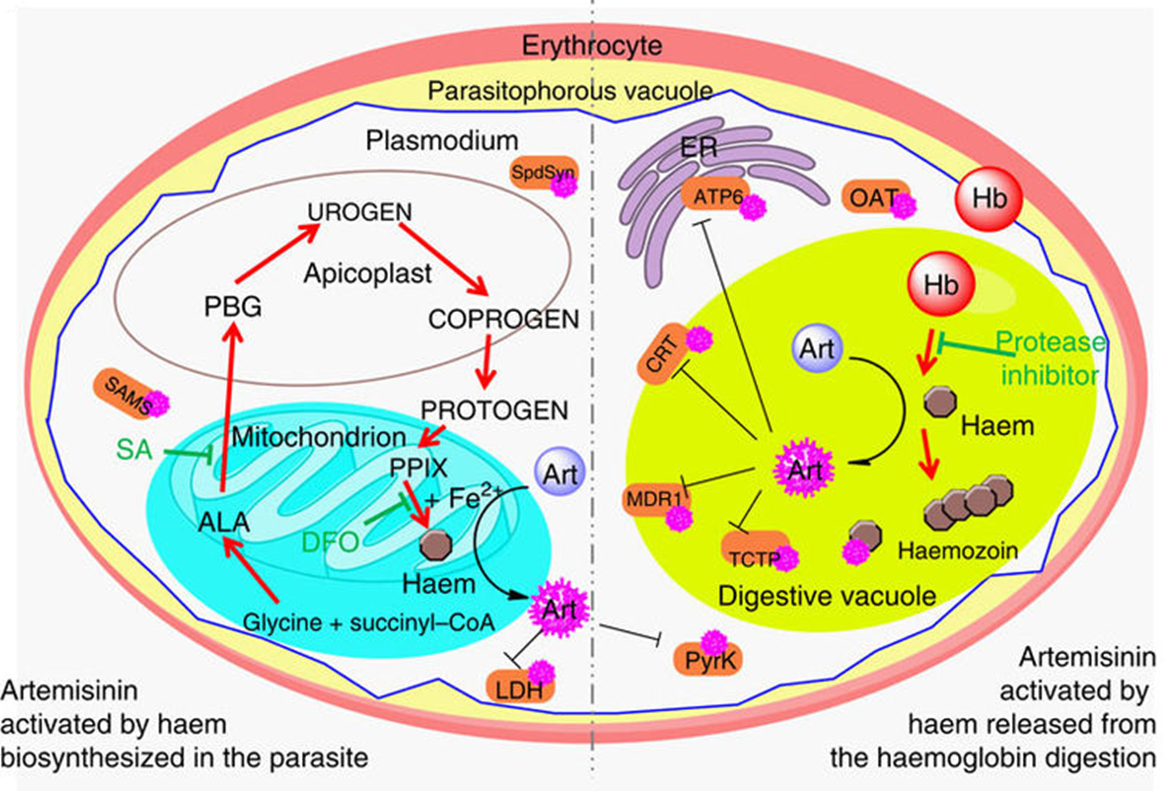 Схема активации артемизинина гемом в клетке малярийного плазмодия внутри эритроцита