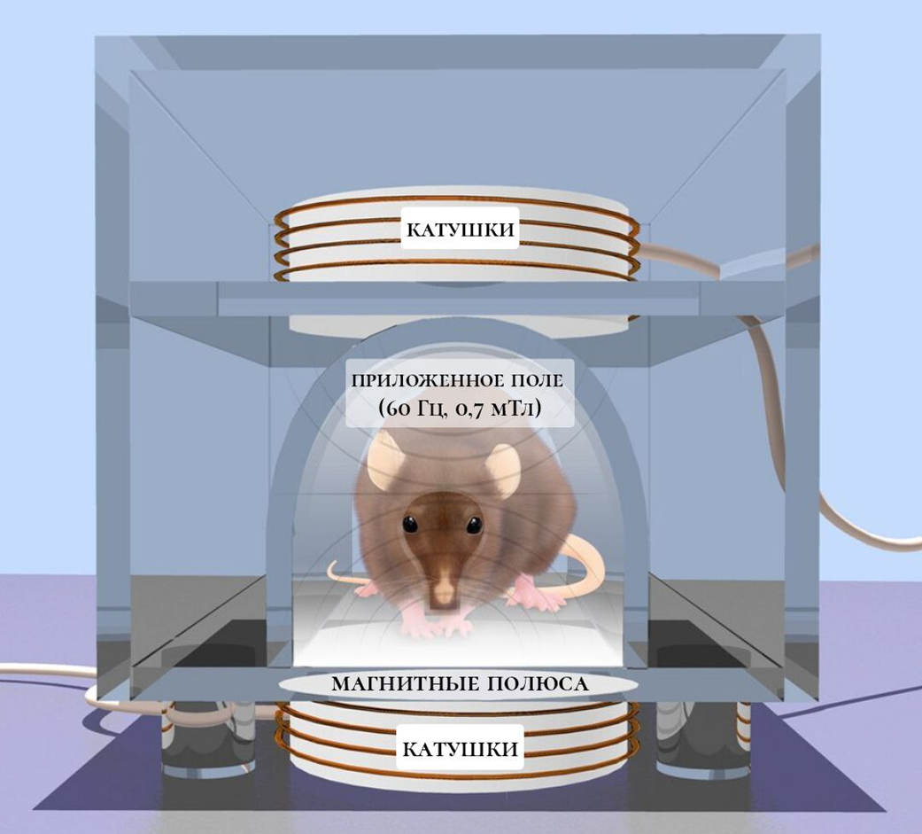 rTMS-установка для исследования на грызунах