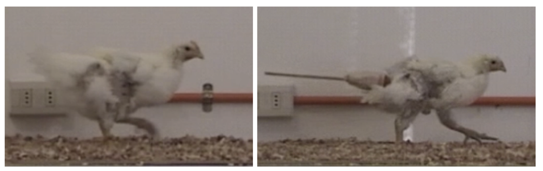 Изменение походки цыпленка в естественных условиях