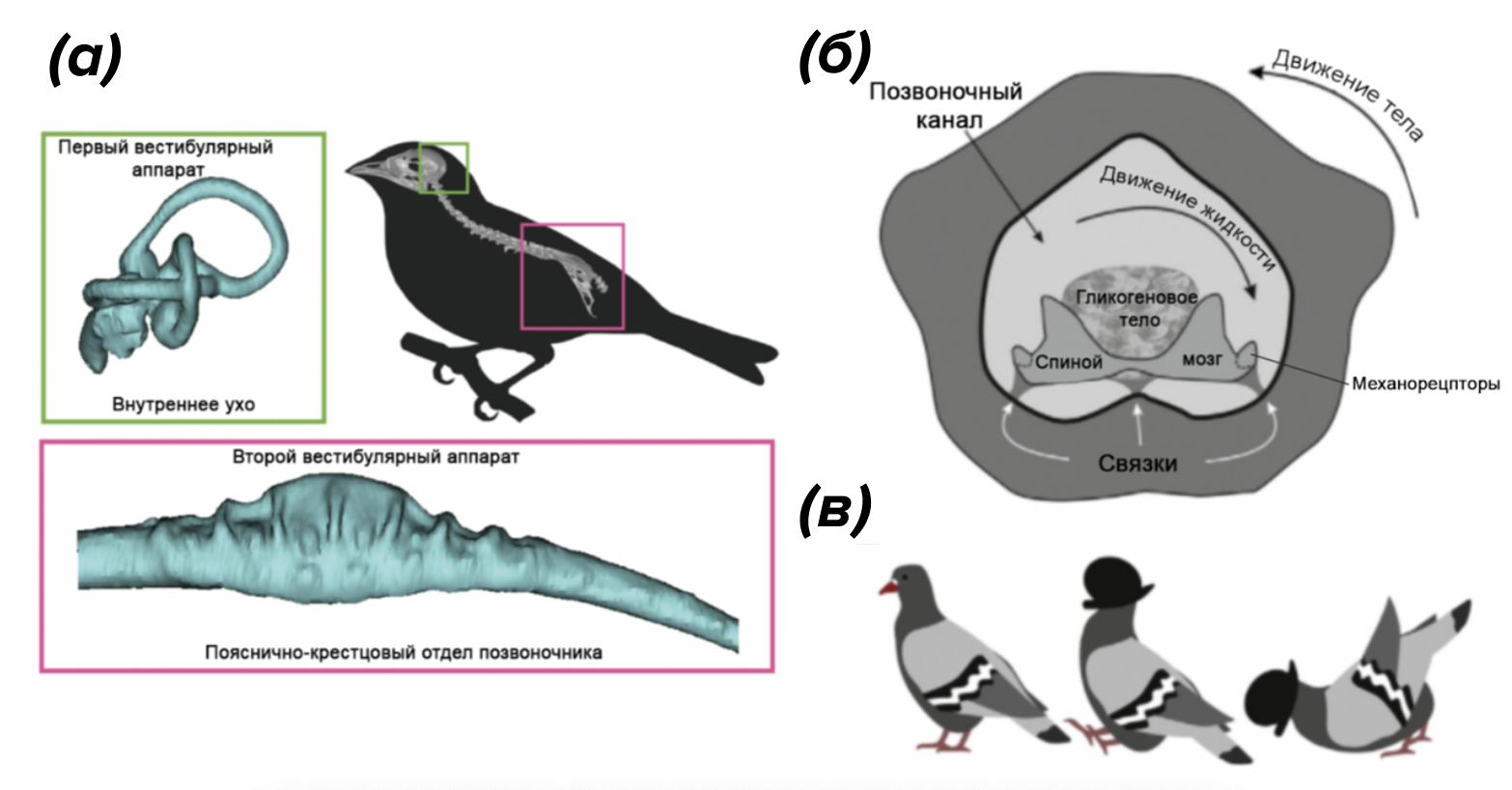 «Двойная система равновесия» у птиц