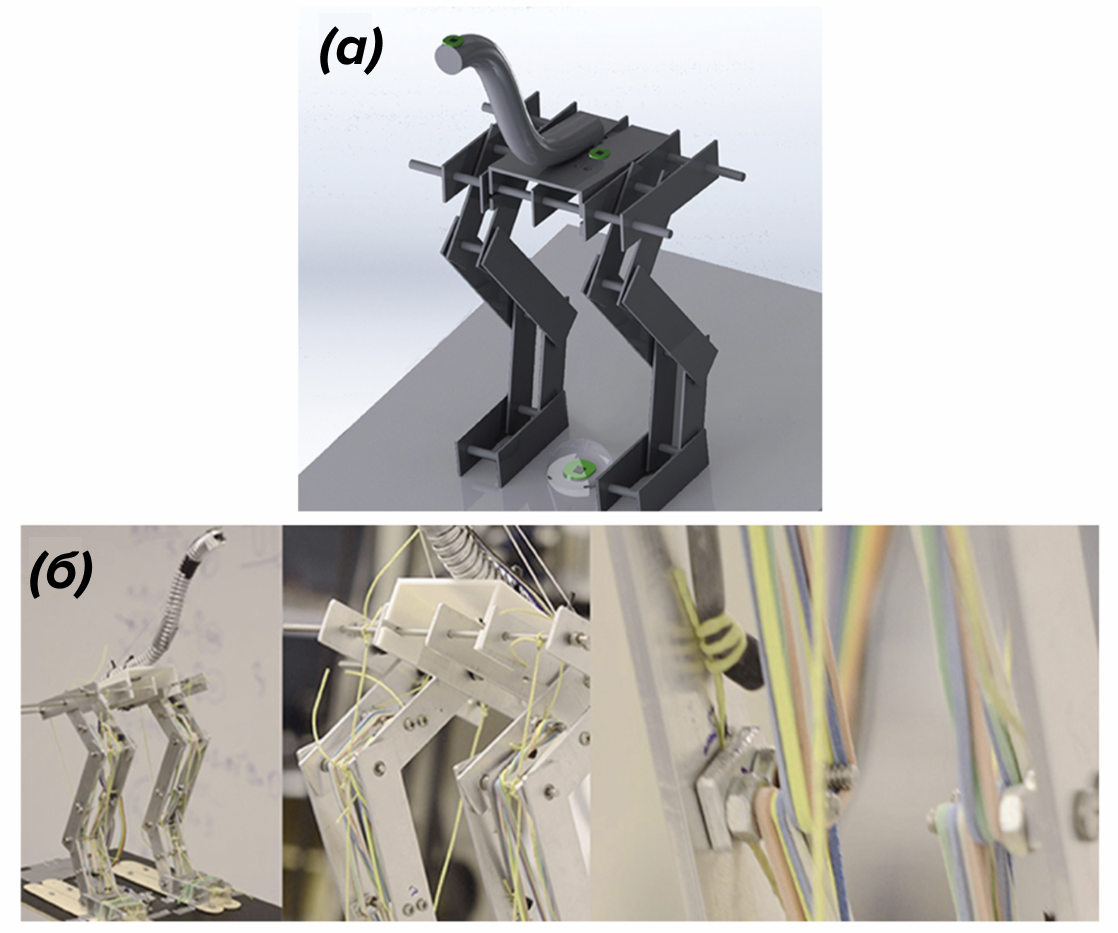 Модель робота, основанная на строении опорно-двигательного аппарата птиц