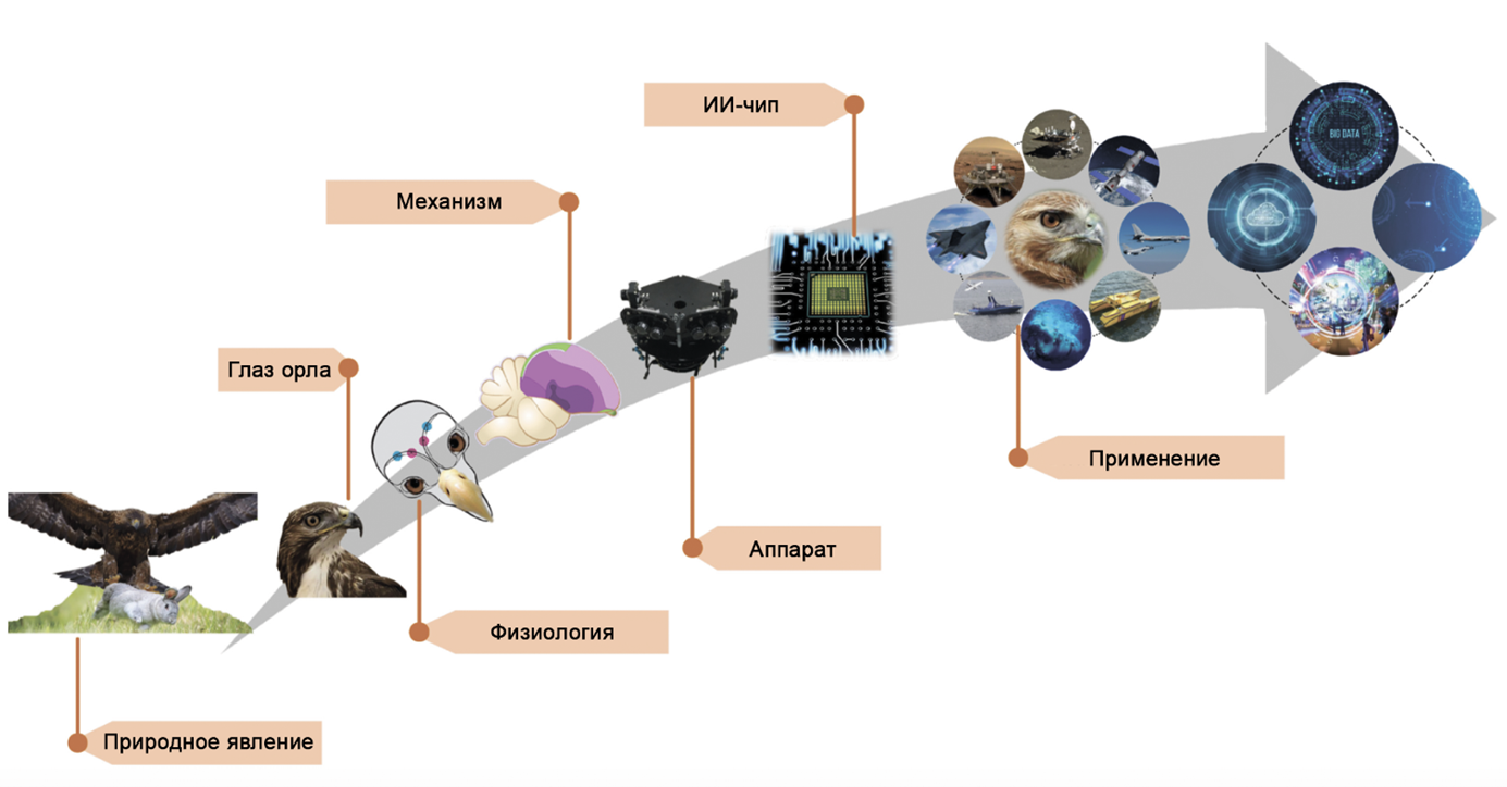 Этапы разработки технологии, вдохновленной зрительной системой орла